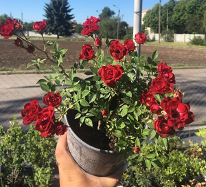 Троянда сорту Tsarina