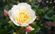Роза сорта Tsarina