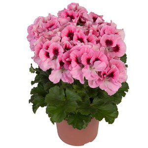 Пеларгония королевская, цветы Киев, цветы оптом, цветы Украина, оптом
