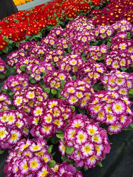Цветы Примула Махрова, оптом цветы, цветы Киев, садовый центр, опт
