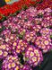 Квіти Примула Махрова, оптом квіти, квіти Київ, садовий центр, опт