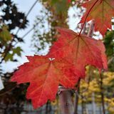 Клен червоний October glory C45