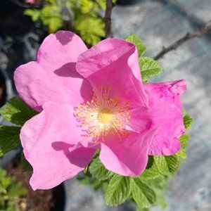 Шипшина зморшкувата Rosa, с2, Рожевий