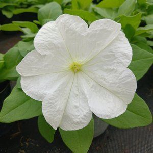 Петунія Success HD white, Білий