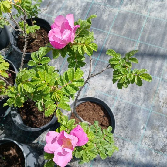 Шиповник морщинистый Rosa, с2, Розовый