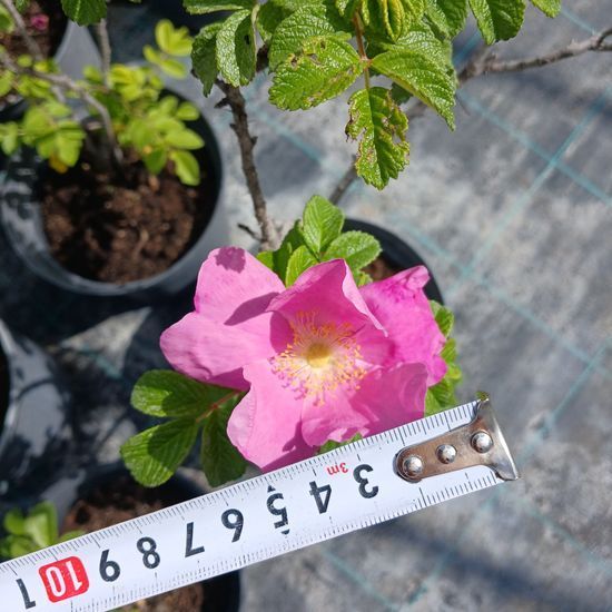 Шиповник морщинистый Rosa, с2, Розовый