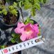 Шиповник морщинистый Rosa, с2, Розовый