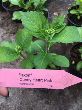 Гортензія крупнолиста Saxon Candy Heart Pink - з великими рожевими суцвіттями ніжно прикрашені білою облямівкою с5