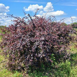 Барбарис Тунберга Atropurpurea h160-180 ОКС