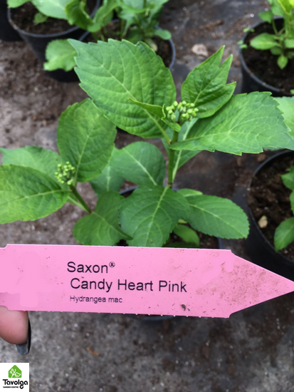Гортензия крупнолистная Saxon Candy Heart Pink с5