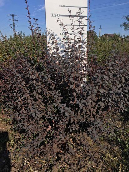 Барбарис Тунберга Atropurpurea h160-180 ОКС