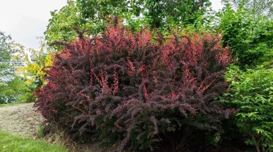 Барбарис Тунберга Atropurpurea h160-180 ОКС