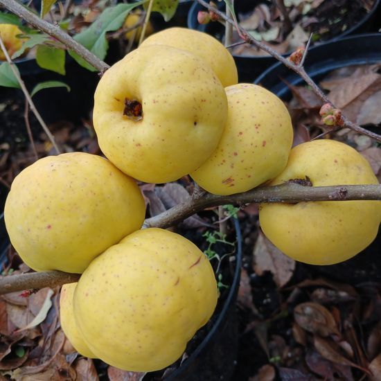 Айва Crimson and Gold ЗКС