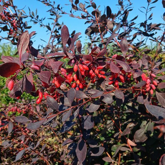 Барбарис Тунберга Atropurpurea h160-180 ОКС
