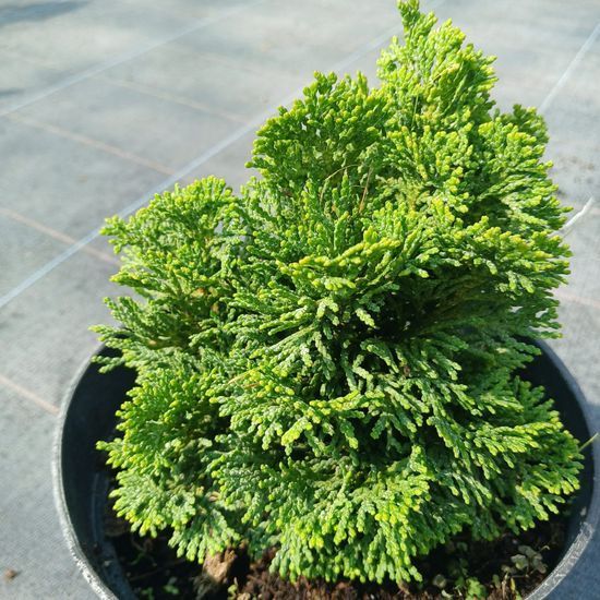 Кипарисовик тупий nana Gracilis C2, Зелений