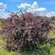 Барбарис Тунберга Atropurpurea h160-180 ОКС