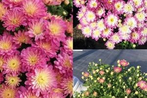 Купити хризантеми, по зниженій ціні від 👩‍🌾 Садового центра ТАВОЛГА - Осінь 2022
