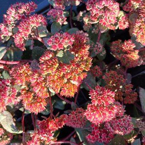 Очиток видный Red Cauli