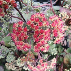 Очиток видный Red Cauli