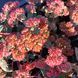 Очиток видний Red Cauli