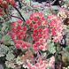 Очиток видный Red Cauli