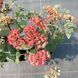 Очиток видный Red Cauli