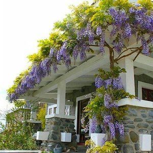 Глициния Wisteria sinensis