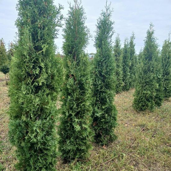Туя західна Columna ком, h 1,6- 1,8 ВКС
