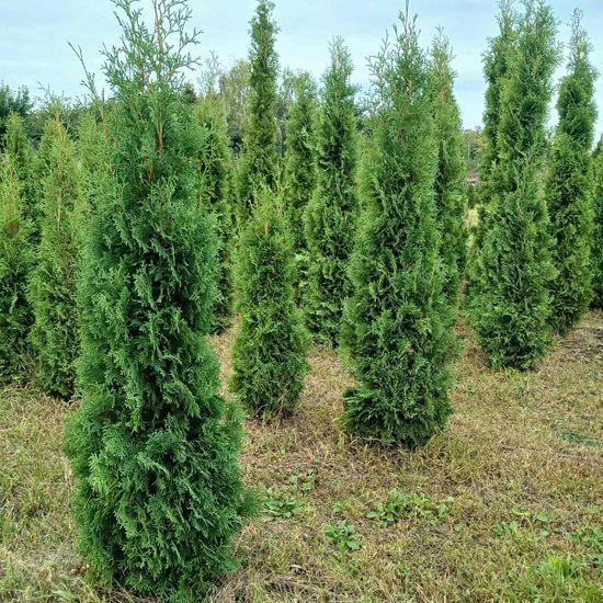 Туя західна Columna ком, h 1,6- 1,8 ВКС