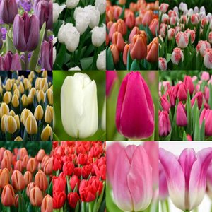 Цибулини тюльпанів, багато сортів, роздріб, опт, Садовий центр, Мікс (На Ваш вибір)