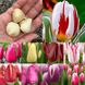 Цибулини тюльпанів, багато сортів, роздріб, опт, Садовий центр, Мікс (На Ваш вибір)