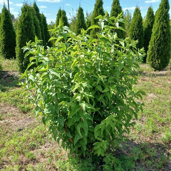 Дейция шероховатая, ком h120-140, Белый