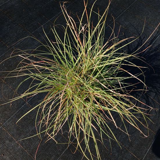 Міскантус китайский Yakushima Dwarf