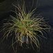Міскантус китайский Yakushima Dwarf