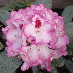Рододендрон ЗКС, С5, Мікс