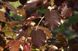 Бук лесной Атропуницеа Пурпуреа, ком h0,8-1,0