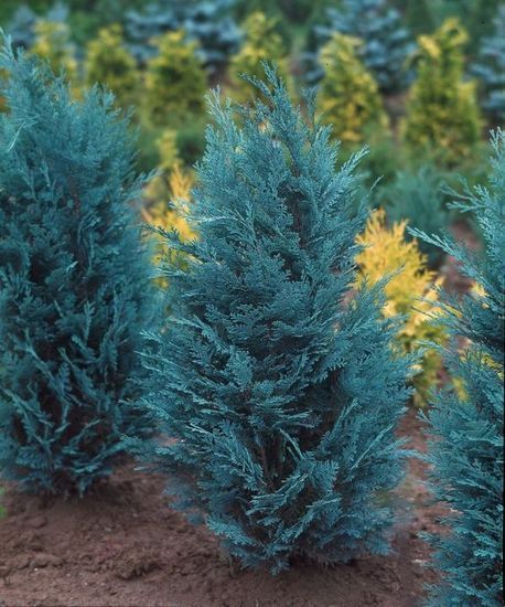 Кипарисовик Лавсона Pelt`s Blue, с3