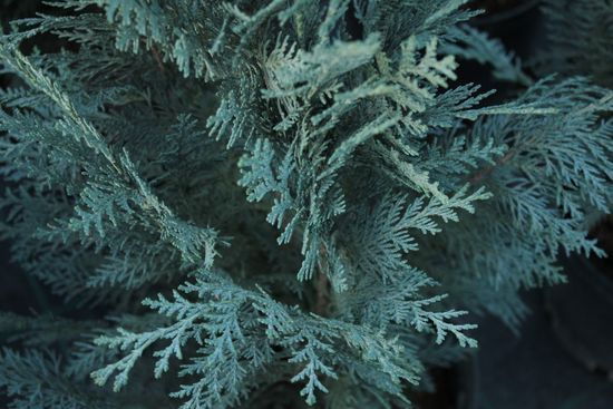 Кипарисовик Лавсона Pelt`s Blue, с3