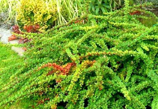 Барбарис Тунберга Green Karpet c5 ЗКС