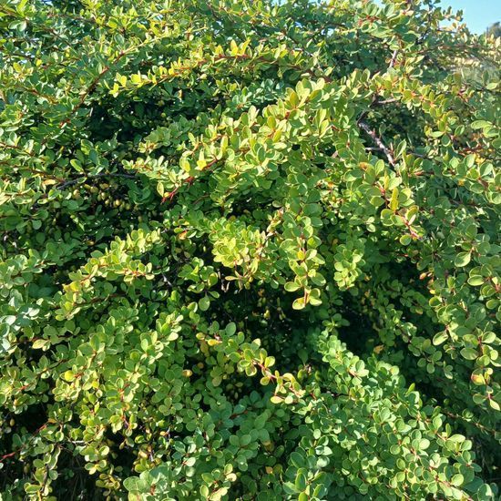 Барбарис Тунберга Green Karpet c5 ЗКС