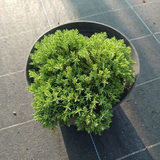 Можжевельник почвопокровный procumbens Nana с2 ЗКС