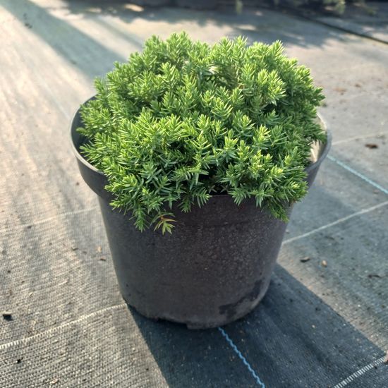 Можжевельник почвопокровный procumbens Nana с2 ЗКС
