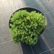 Можжевельник почвопокровный procumbens Nana с2 ЗКС