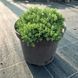 Можжевельник почвопокровный procumbens Nana с2 ЗКС