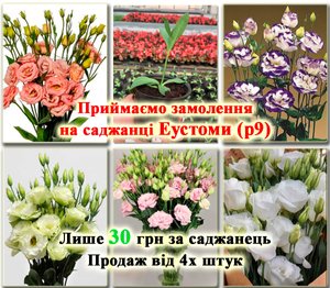 Саджанці Еустоми p9, квіти схожі на троянди, оптом, роздріб, Садовий центр