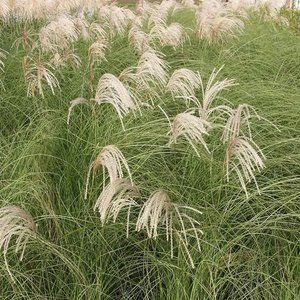 Мискантус китайский Gracillimus, ком