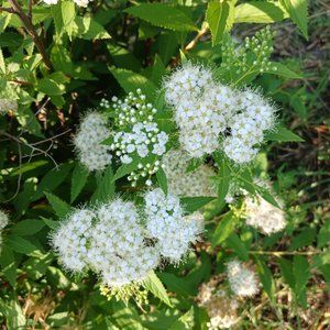 Спирея японская Albiflora С3 ЗКС