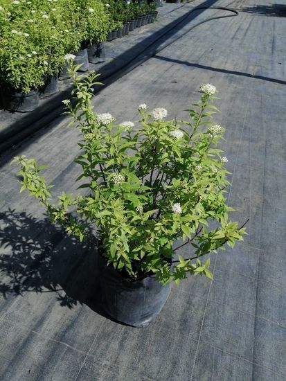 Спірея японська Albiflora С3 ЗКС