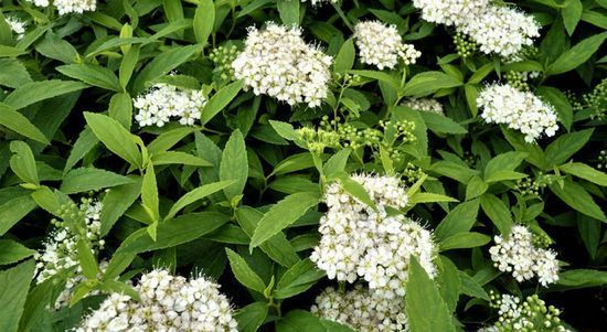 Спірея японська Albiflora С3 ЗКС