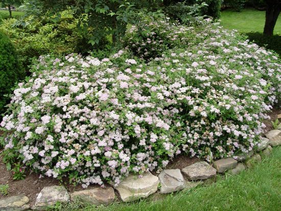 Спірея японська Albiflora С3 ЗКС